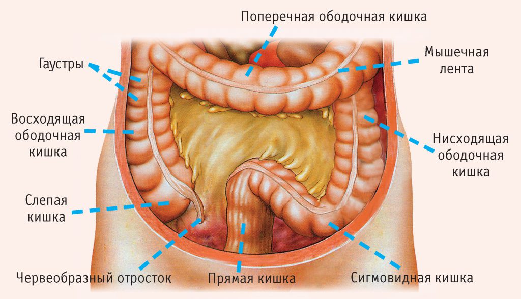 Строение пищеварительного органа