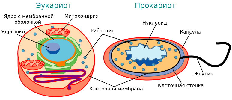 Схема строения клеток прокариот и эукариот