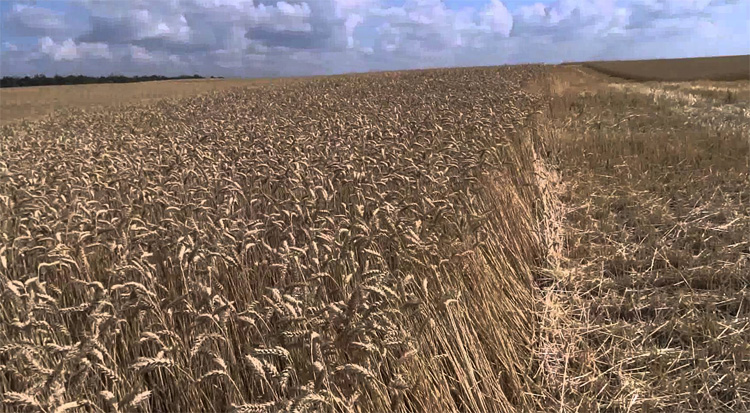 Мягкая пшеница