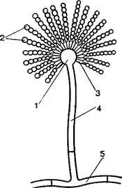 Aspergillus