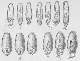 Рис. 50. Зерна ржи и пшеницы
