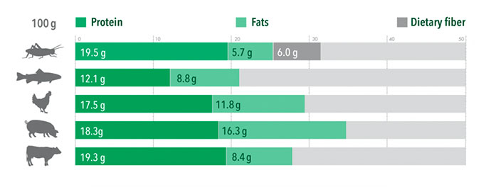 Содержание белка, жиров и пищевых волокон в насекомых по сравнению с животными