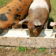 Выращивание и кормление свиней и поросят в домашних условиях: как и чем правильно кормить и сколько нужно корма