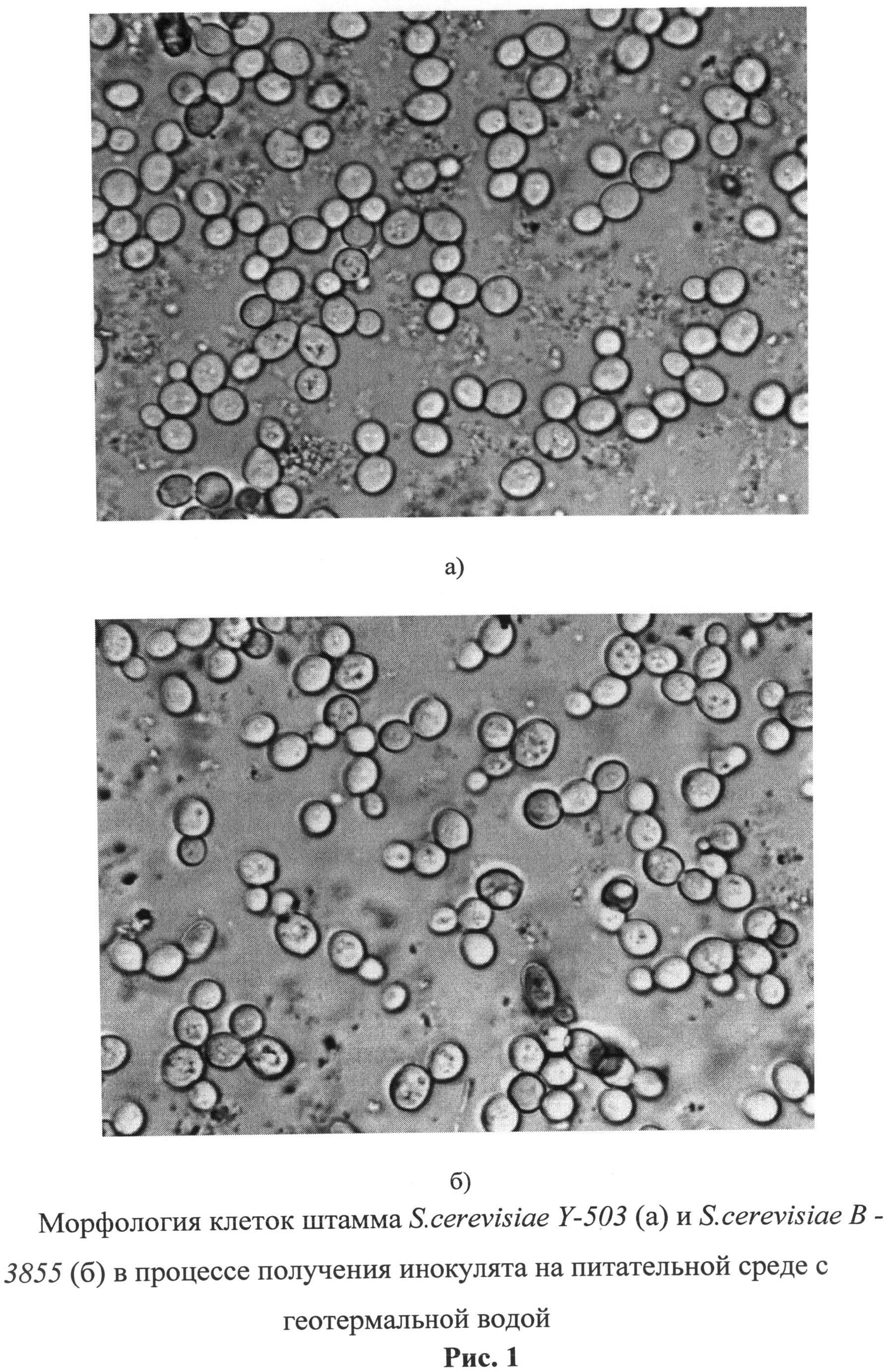 ШТАММ ДРОЖЖЕЙ Saccharomyces cerevisiae, ИСПОЛЬЗУЕМЫЙ ДЛЯ ПОЛУЧЕНИЯ СПИРТА