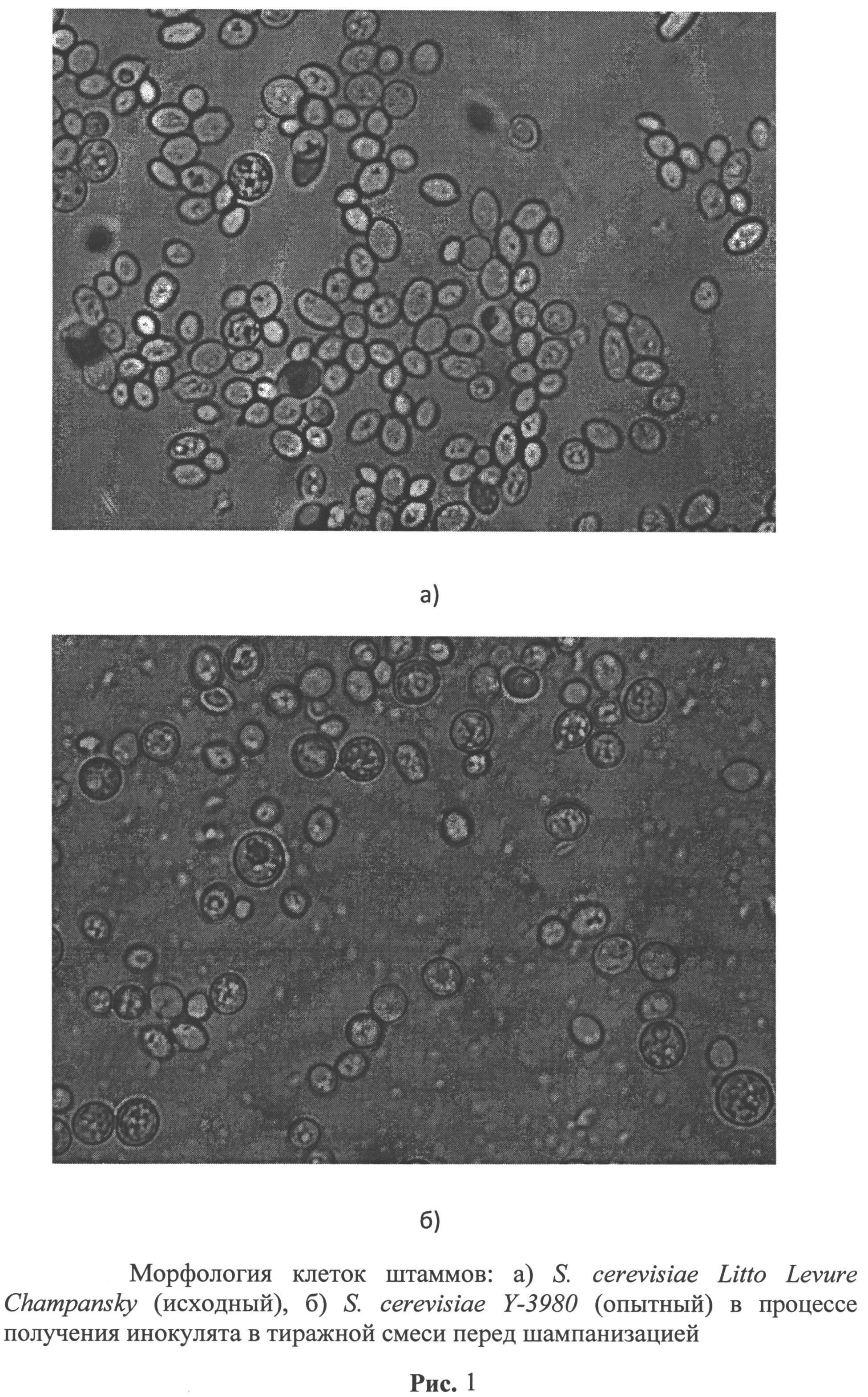 ШТАММ ДРОЖЖЕЙ SACCHAROMYCES CEREVISIAE ДЛЯ ПРОИЗВОДСТВА ШАМПАНСКОГО