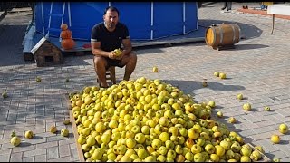 САМОГОН из ЯБЛОКО. Яблочная БРАГА. Часть 1.