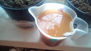 Подкормка помидор ( вода+сахар+дрожжи + чай). часть1. 02.04.2018г.