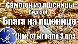 Самогон из пшеницы. Видео 4. Как отыграла брага Третий заброд?