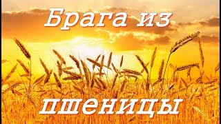 Брага на пшеницы