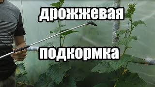 Удобрение для томатов, огурцов, и других овощей. Подкормка на основе дрожжей.