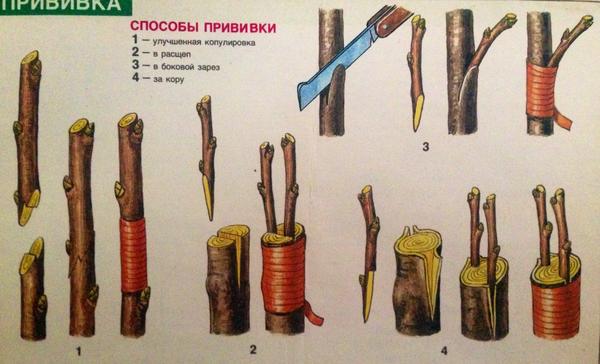 Способы прививки