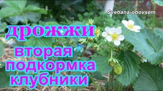 ДРОЖЖИ - СУПЕР ПОДКОРМКА для КЛУБНИКИ во время цветения .... ДОБАВЛЯЕМ ГУМАТ...STRAWBERRY ...