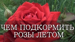 ПОДКОРМИТЬ РОЗЫ ЛЕТОМ СУПЕР СРЕДСТВО ДРОЖЖИ И ЗОЛА