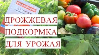 Все Прет как на Дрожжах! Подкормка Дрожжами для Отличного Урожая.