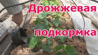 Дрожжевая подкормка огурцов в открытом грунте Подкормка перцев, баклажанов и бахчевых