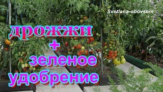 ДРОЖЖИ +ЗЕЛЕНОЕ УДОБРЕНИЕ =СУПЕР УДОБРЕНИЕ для ТОМАТОВ ,ПЕРЦА,БАКЛАЖАН и т.д ЗАЧЕМ МУЛЬЧИРОВАТЬ ?