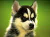[User Picture Icon]