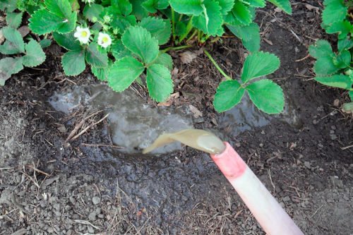 Как правильно удобрять клубнику