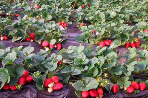 Как и чем удобрять клубнику