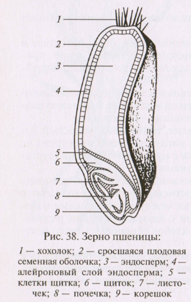 Строение пшеничного зерна в разрезе.