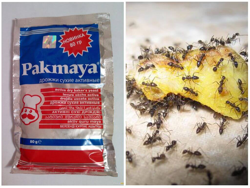 Дрожжи против муравьев на даче