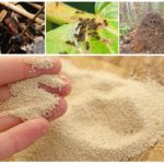 Дрожжи от муравьев в огороде и саду