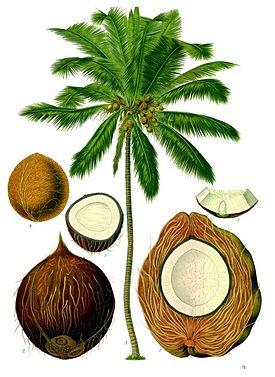 кокос строение плода