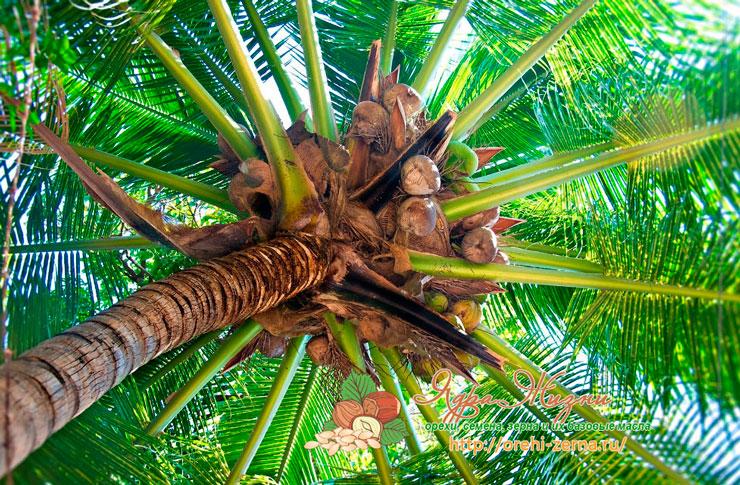 Кокосовая пальма: где растет