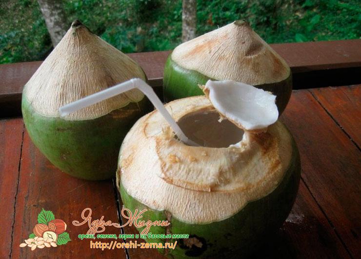 Как выбрать свежий кокос