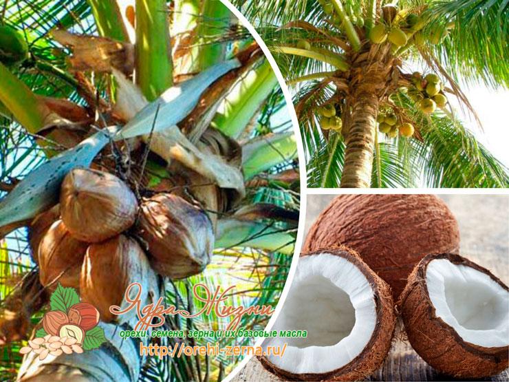Как растут кокосы