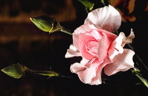 цветок, Лепесток., Бутон, Роза, розовый, флора, ботаники, Сад