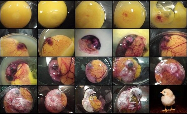 Как цыпленок развивается в яйце? 