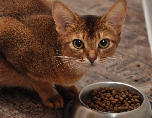 Как рассчитать долю еды для кота