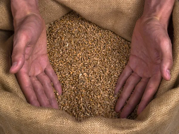 Руки человек зерна пшеницы Стоковое Изображение