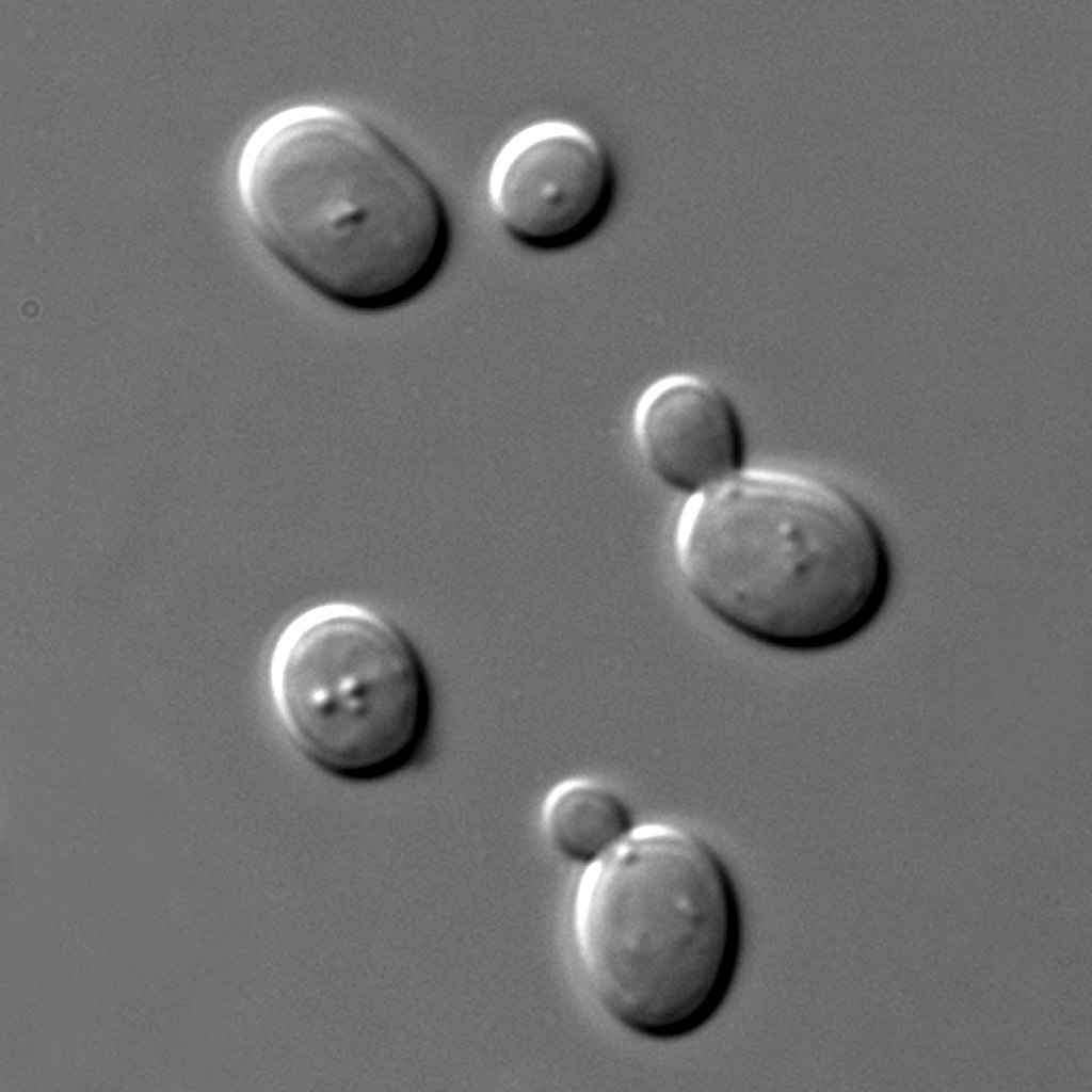 S cerevisiae under DIC microscopy